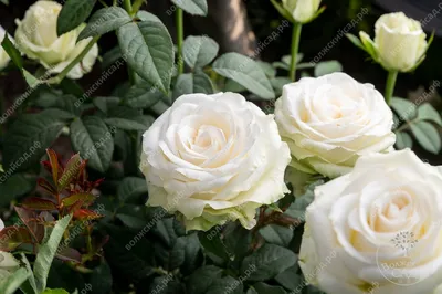 Белые роза | Оптовые эквадорские розы | Свежесрезанный от Ecoroses