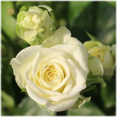 Белый свадебный букет из эустомы, гвоздики и розы Акито - фото