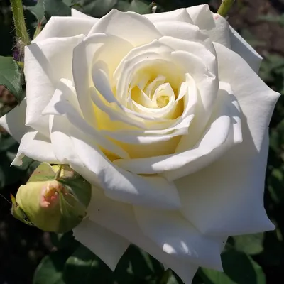 Роза чайно-гибридная «Акито» белая 19x55 см по цене 698 ₽/шт. купить в  Оренбурге в интернет-магазине Леруа Мерлен