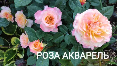 Срезанные цветы: Роза Акварель