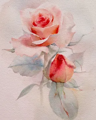 Мастер-класс «Рисуем розы акварелью | Рисунки роз, Цветочные картины,  Акварельные иллюстрации