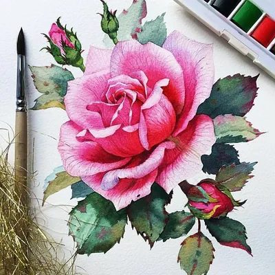 Красная роза акварель 30 х 20 - Картины ARTGESLER