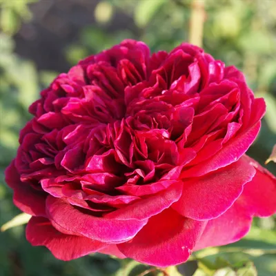 Роза Алан Сушон. (вв). Чайно-гибридная роза (ID#107344872), цена: 135 ₴,  купить на Prom.ua