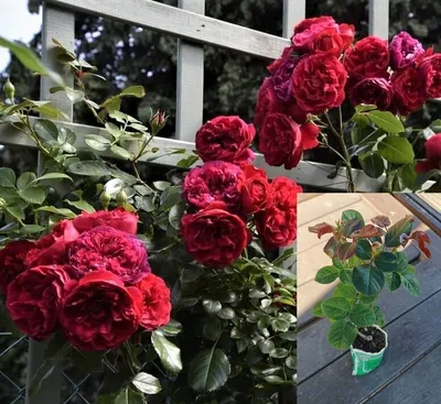 САЖЕНЦЫ/РОЗЫ/УДОБРЕНИЯ on Instagram: \"💕 Alain Souchon (Алан Сушон),  Meilland Франция, 2005 390.00 ₽ 🌹Цвет: темно-красный 🌹Аромат: ☁️☁️☁️  🌹Кол-во цветков на стебле: 1 🌹Размер цветка: 12-13 см 🌹Высота: 90-100 см  🌹Ширина: 80 см