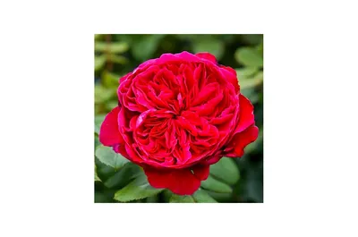 Роза Алан Сушон (Alain Souchon) ч/г: саженцы роз, более 400 сортов роз, розы  в контейнере, питомник саженцев роз, розы от производителя. доставка по  всей Украине. качественные саженцы, рассада и саженцы цветов от \"
