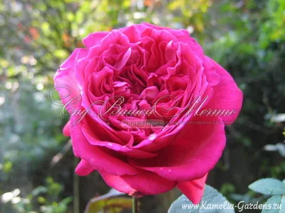 Роза на штамбе Алан Сушон PA 90-110 см С10 купить за 4 990 р. в садовом  центре АСТ Медовое
