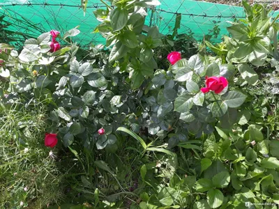 Саженцы розы чайно гибридной Алан Сушон (Alain Souchon) купить в Москве по  цене от 490 до 1990 руб. - питомник растений Элитный Сад