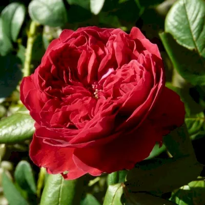 Роза чайно-гибридная Алан Сушон (Alain Souchon ) - «Красота, мощь , порода,  изысканность -Алан Сушон-императрица Вашего сада.» | отзывы