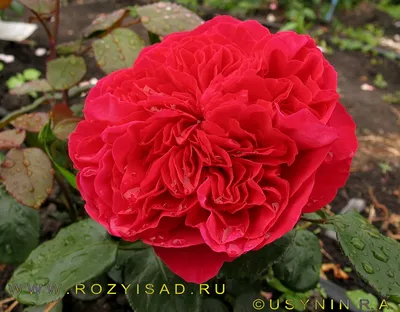 Роза кустовая чайно-гибридная Алан Сушон 1 шт, Садовита
