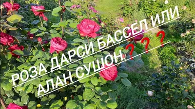 Розы для души 🥰 | Алан Сушон и... шум кондиционера 🤣 Мой главный \"затык\"  в жизни в том, что всё должно быть идеально. Лишь поэтому, я позволяю себе  выставлять не идеальные фото