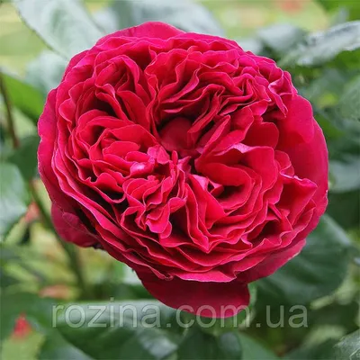 Роза чайно-гибридная Алан Сушон С4 купить за 950 р. в садовом центре АСТ  Медовое