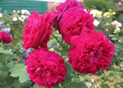 Роза чайно-гибридная \"Алан Сушон\" — купить по цене в интернет-магазине  \"Заокские питомники растений\"