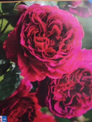 Живая Наташа: розы, коллекция, ОТЗЫВЫ