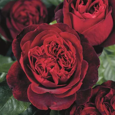 Саженцы розы \"Алан Сушон\": продажа, цена в Запорожье. Рассада и саженцы  цветов от \"РОЗІНА\" - 985455649