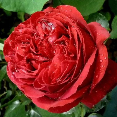 САЖЕНЦЫ/РОЗЫ/УДОБРЕНИЯ on Instagram: \"💕 Alain Souchon (Алан Сушон),  Meilland Франция, 2005 400.00 ₽ 🌹Цвет: темно-красный 🌹Аромат: ☁️☁️☁️  🌹Кол-во цветков на стебле: 1 🌹Размер цветка: 12-13 см 🌹Высота: 90-100 см  🌹Ширина: 80 см