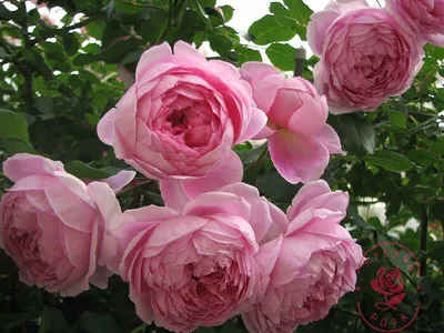 Алан Титчмарш - идеальная садовая роза. | Про розы, сад и путешествия | Дзен