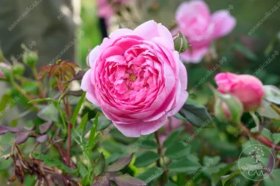 Купите роза алан титчмарш 🌹 из питомника Долина роз с доставкой!