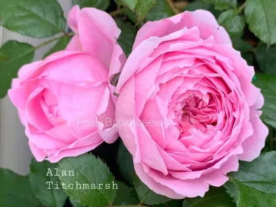 Видео обзор розы Алан Титчмарш (Английская) - Alan Titchmarsh (Austin,  2005) - YouTube