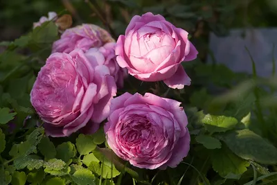 Роза Alan Titchmarsh (Алан Титчмарш) – купить саженцы роз в питомнике в  Москве