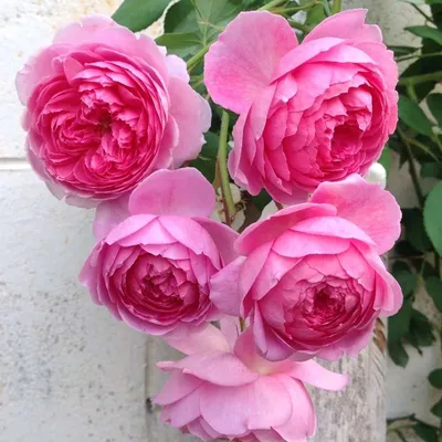 Саженцы розы английской Алан Титчмарш (Alan Titchmarsh) купить в Москве по  цене от 1 800 до 3060 руб. - питомник растений Элитный Сад