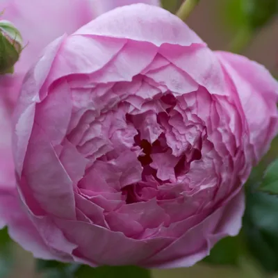 Alan Titchmarsh | Roses' Name