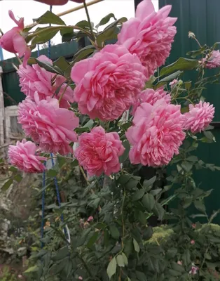 Купить Роза английская кустовая Алан Титчмарш / Rosa Alan Titchmarsh с  доставкой в Подмосковье в Сергиевом Посаде в питомнике АгроПАРК