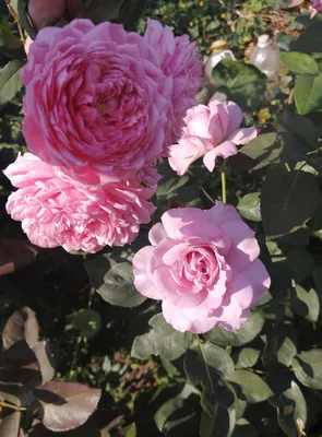 Алан Титчмарш - идеальная садовая роза. | Про розы, сад и путешествия | Дзен
