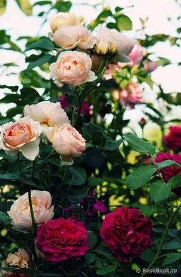Английские розы. Алан Титчмарш, второе цветение (3 зона) - YouTube