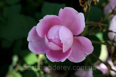 Alan Titchmarsh - фото сортов роз с обсуждением | prorozy.com