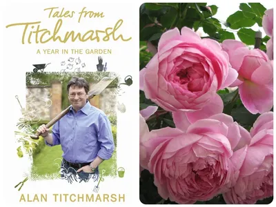 Купить Роза английская Алан Тичмарш саженцы почтой в интернет-магазине  Эко-сад24.рф | Фото, описание сорта, цена и характеристики
