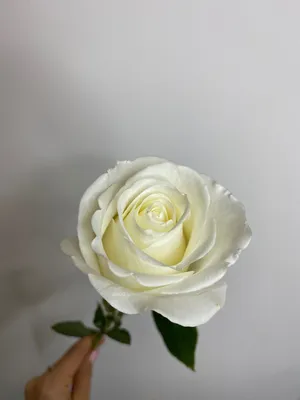 Роза импорт альба 50-60см – Цветочная Лав-Лавка