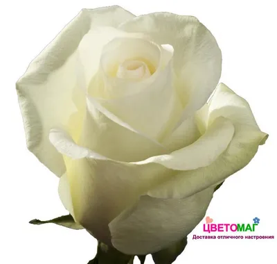 Роза ругоза 'Альба' (белая) купить по цене 900,00 руб. в Москве в садовом  центре Южный