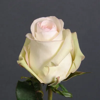 Купить эквадорскую розу сорта Альба (Alba) СПб | Цветомаг