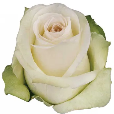 Роза белая Alba (Альба): фото, описание и где купить в Москве | Планета  Флора