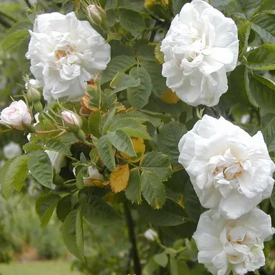 Роза почвопокровная \"Альба Мейдиленд\" (Rose 'Alba Meidiland') - «Одна из  самых красивых и неприхотливых почвопокровных роз.Советы по уходу + фото »  | отзывы