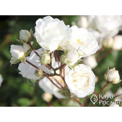 Alba Maxima | Roses' Name