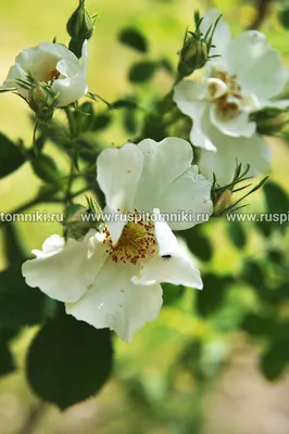 Саженцы розы Альба Мейландина миниатюрной в питомнике — Ромашка 96