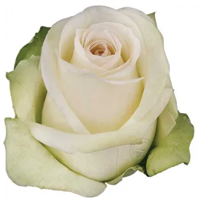 Белая роза \"Альба\" купить по низким ценам с доставкой в Москве