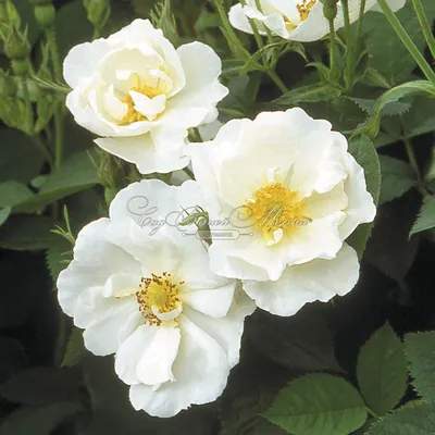 Белые розы Alba купить в Гродно по выгодной цене с доставкой