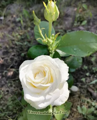 Роза миниатюрная Альба Меландина ОКС купить за 690 р. в садовом центре АСТ  Медовое