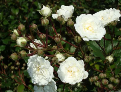 Роза морщинистая Aльба (Rosa rugosa Alba)