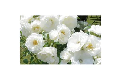 Роза из букета Альба чайно-гибридная и черенки роз из сада | Цветущий сад |  Дзен