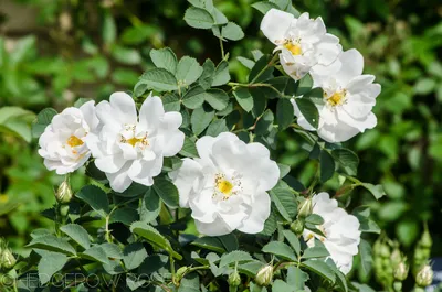 Купить Роза \"Альба\" (Rosa rugosa 'Alba') от 899 руб. в интернет-магазине  Архиленд с доставкой почтой по Москве и в регионы