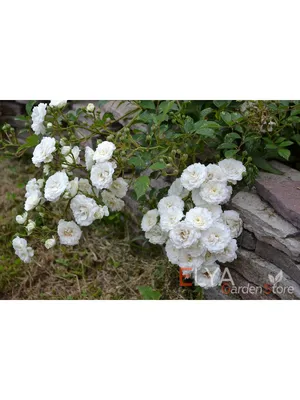 Купить Роза \"Альба\" (Rosa rugosa 'Alba') от 899 руб. в интернет-магазине  Архиленд с доставкой почтой по Москве и в регионы