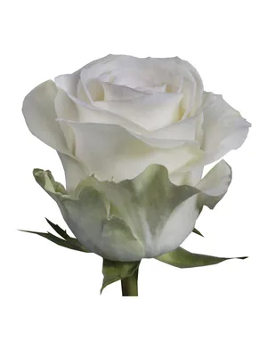 Роза(экв) Альба 70см(Florana) купить по доступной цене в Москве