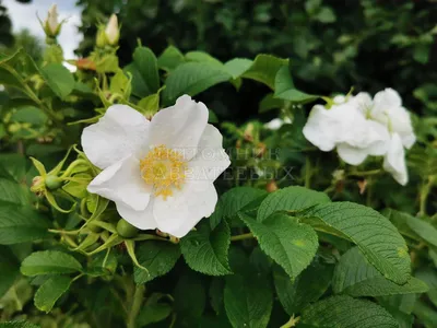 Роза Морщинистая Альба (Alba) – Ваш сад