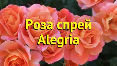 Спрей Роза спрей Келли (Kelly) купить по цене 264 руб. | Доставка Смоленск,  Москва, СпБ