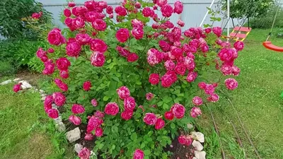 Роза канадская парковая Alexander Mackenzie - Парковые - GardenPlants