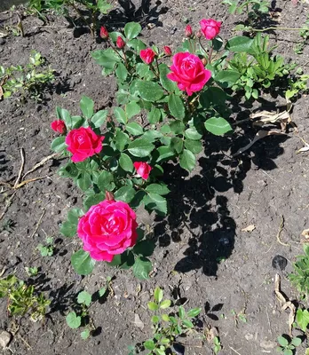 Rosa 'Alexander MacKenzie' — Википедия