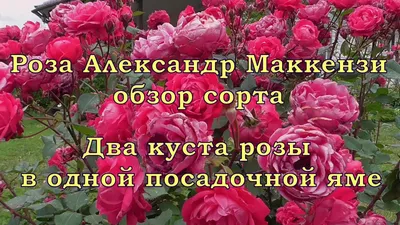 Роза парковая Александр Маккензи в тубе Семена Алтая купить недорого в  интернет-магазине товаров для сада Бауцентр